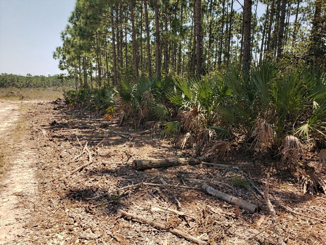 Forestry-mulched strip cleared along a wooded property line near Orlando, FL