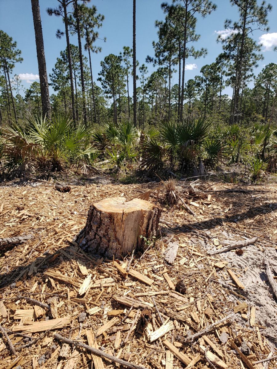 Wood-chip mulch and a cut stump left behind by forestry mulching